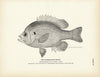 Chinquapin Perch Art Print
