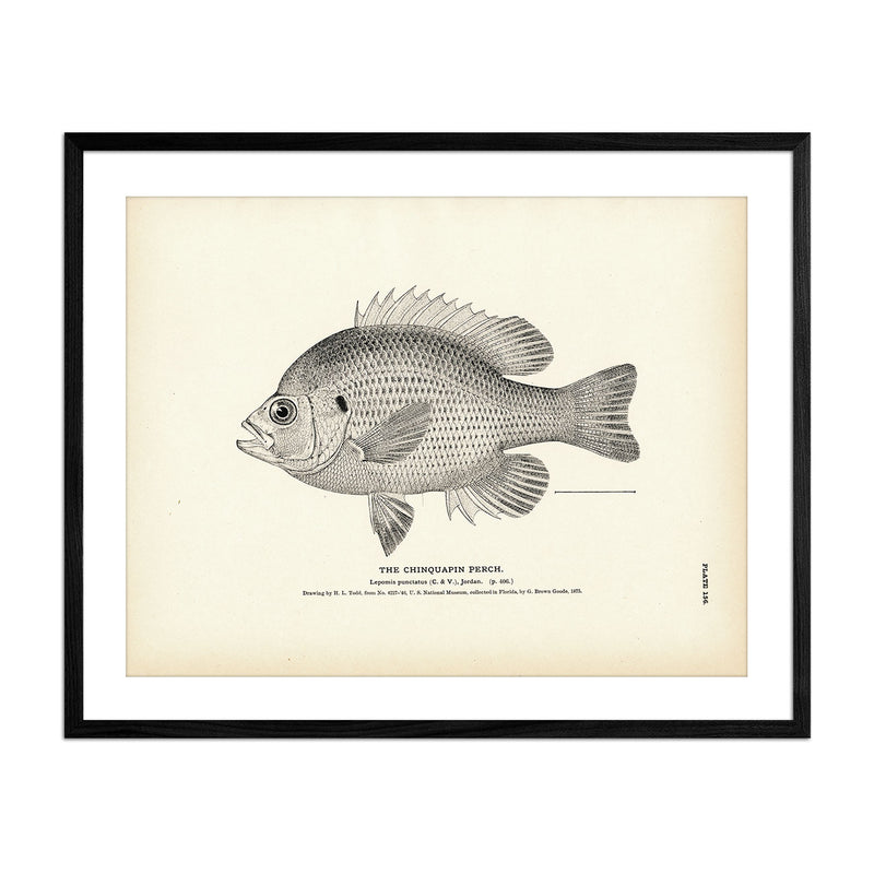 Chinquapin Perch Art Print - Muir Way - Fisheries