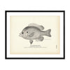 Chinquapin Perch Art Print