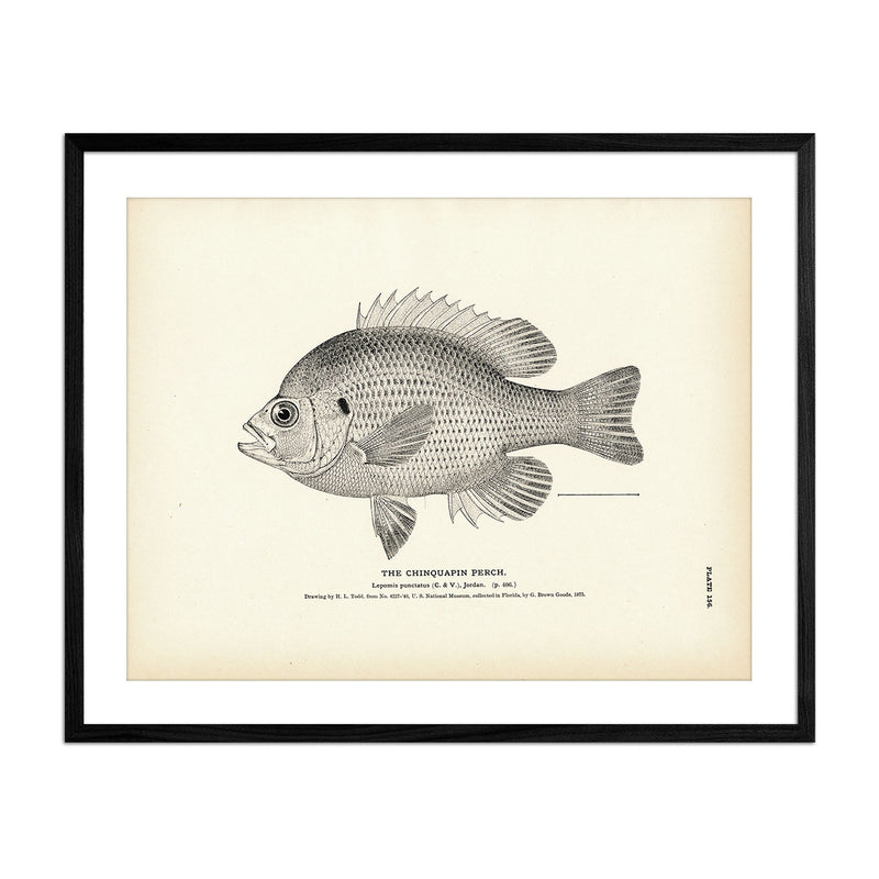 Vintage Chinquapin Perch fish print