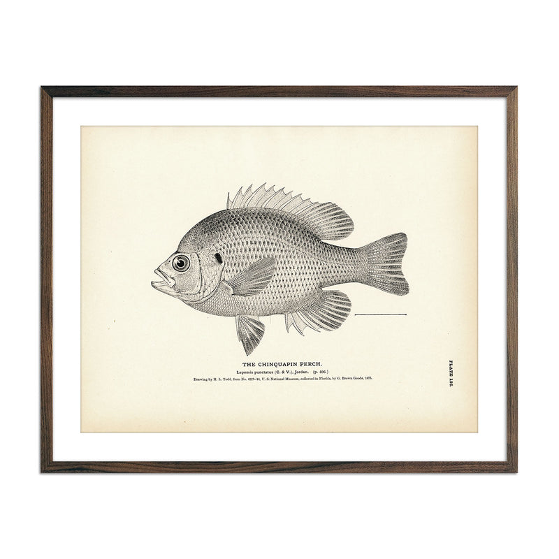 Chinquapin Perch Art Print - Muir Way - Fisheries