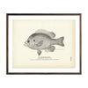 Vintage Chinquapin Perch fish print