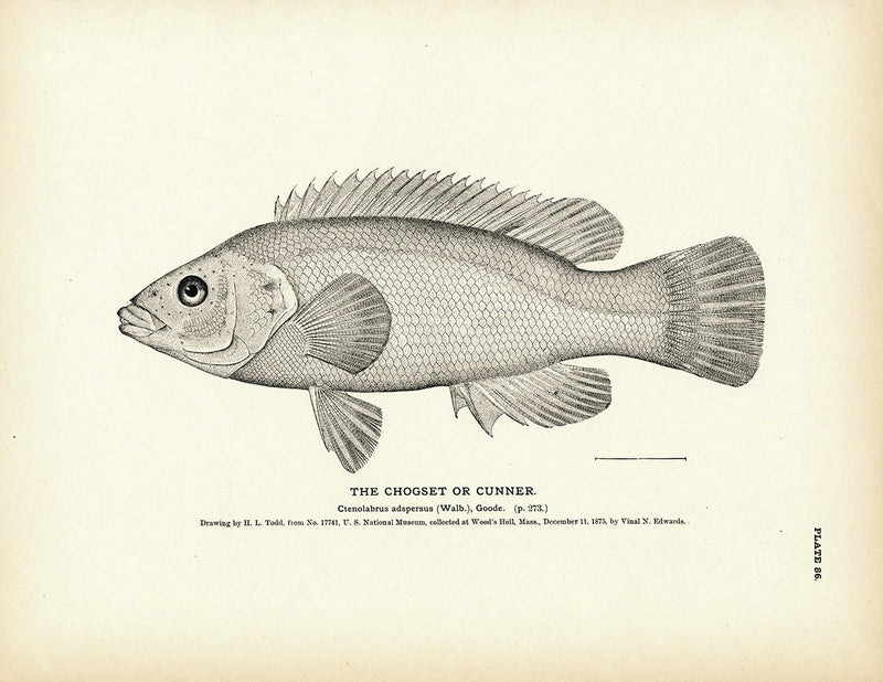 Chogset (Cunner) Art Print - Muir Way - Fisheries