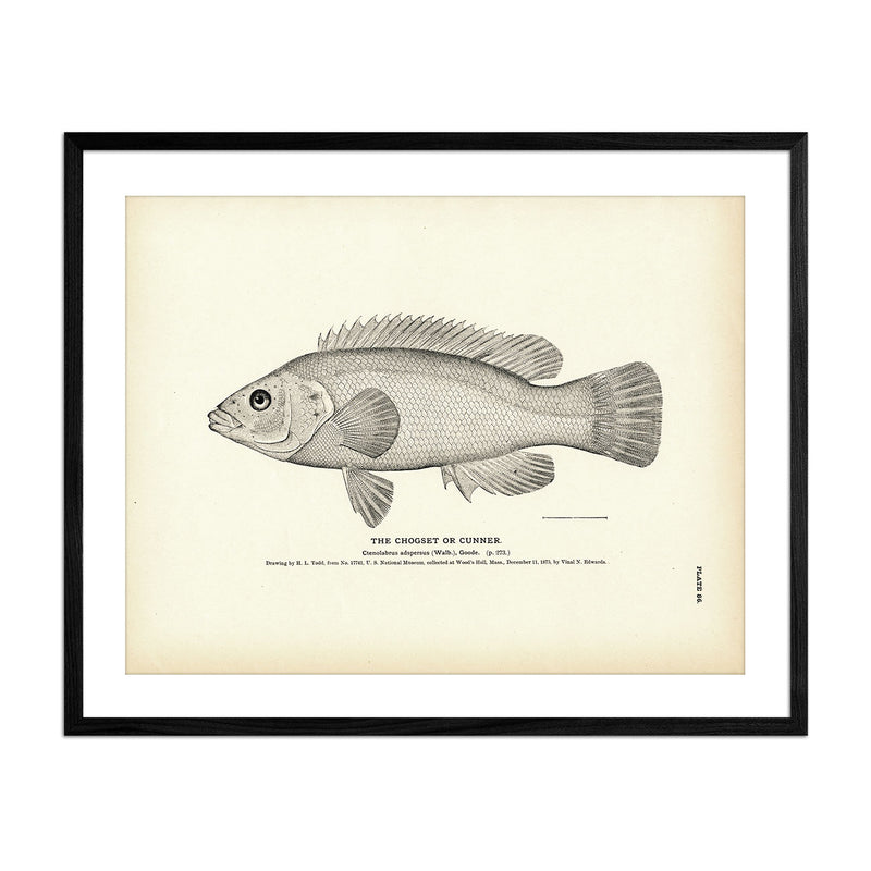 Chogset (Cunner) Art Print - Muir Way - Fisheries