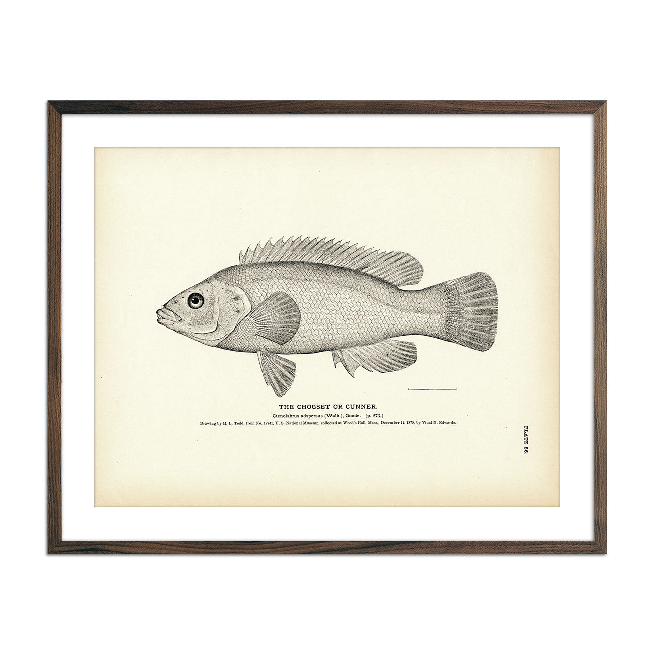 Vintage Chogset fish print