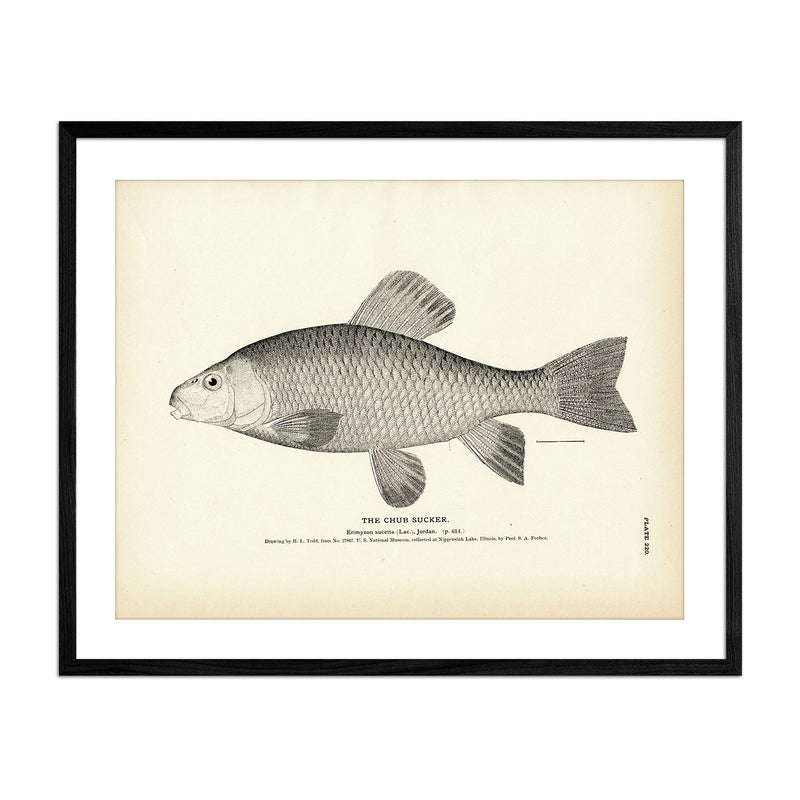 Chub Sucker Art Print - Muir Way - Fisheries