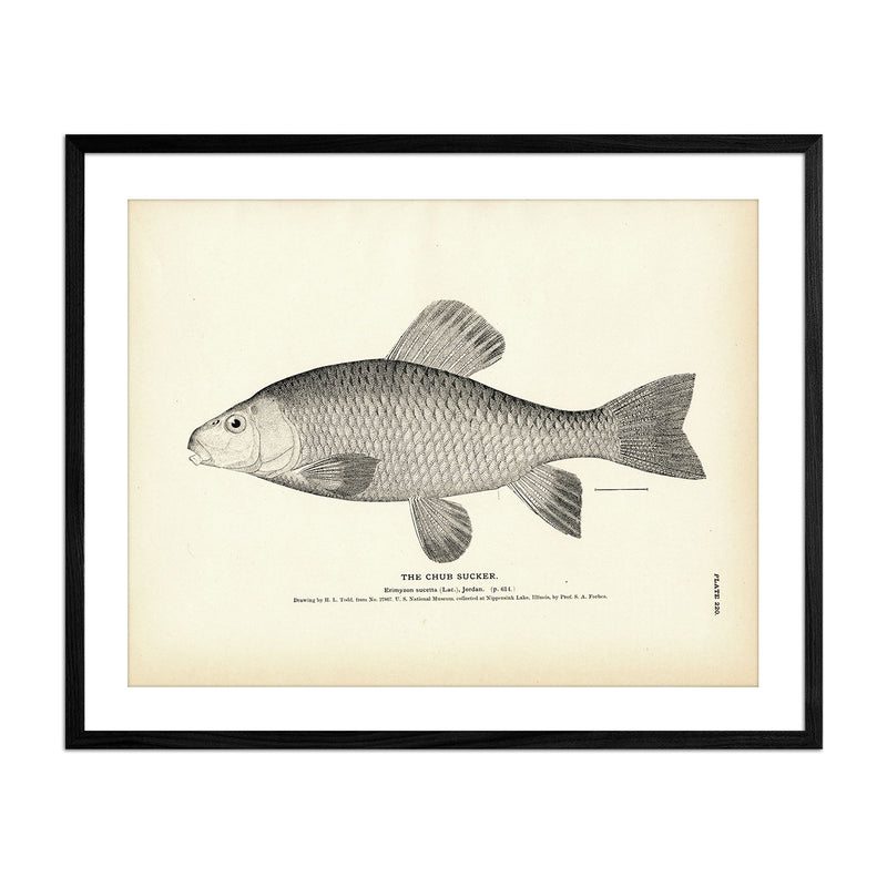Vintage Chub Sucker fish print