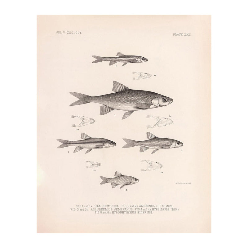 Chub, Shiners, and Dace Art Print