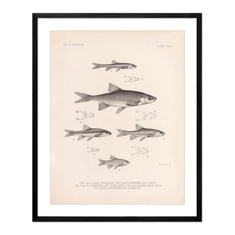 Chub, Shiners, and Dace Art Print - Muir Way - Animals