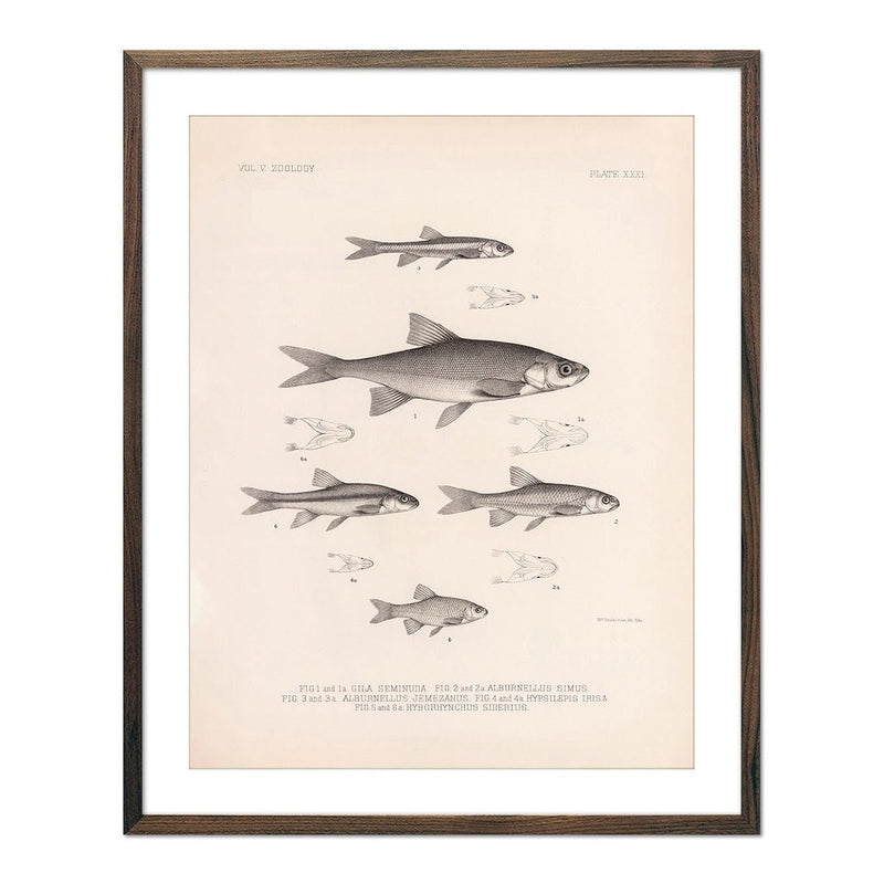 Chub, Shiners, and Dace Art Print - Muir Way - Animals