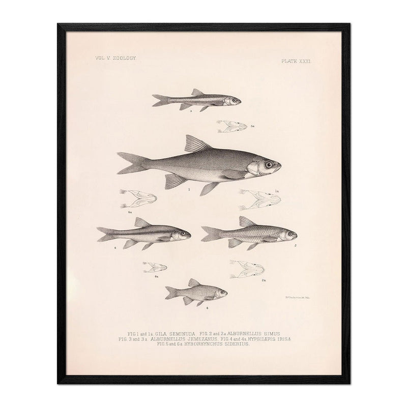 Chub, Shiners, and Dace Art Print - Muir Way - Animals