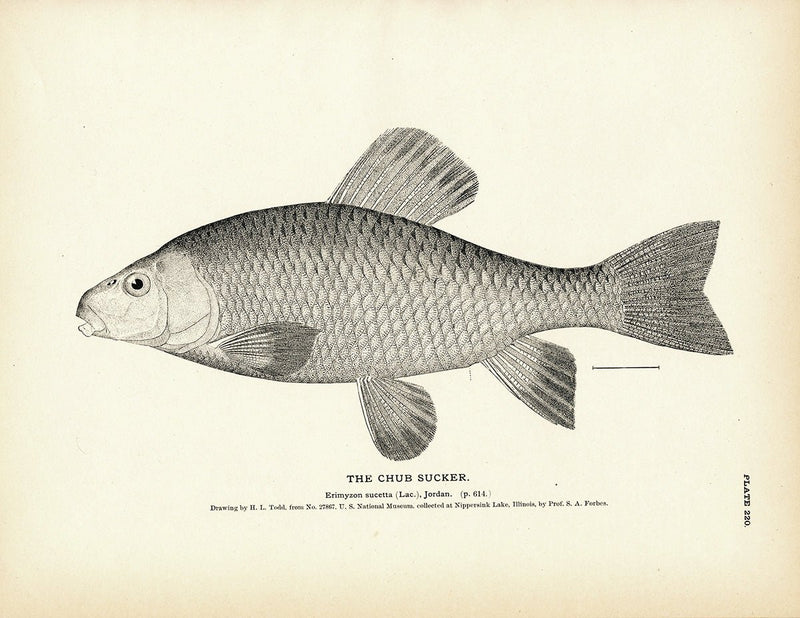 Chub Sucker Art Print - Muir Way - Fisheries