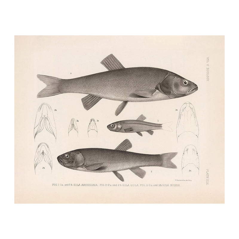 Chubs and Redside Art Print - Muir Way - Animals