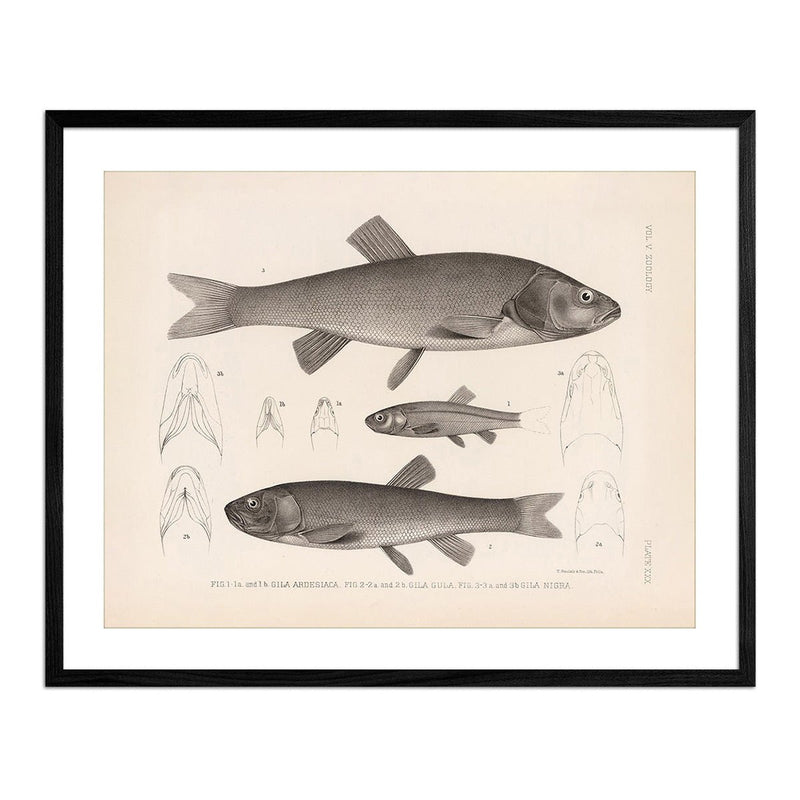 Chubs and Redside Art Print - Muir Way - Animals