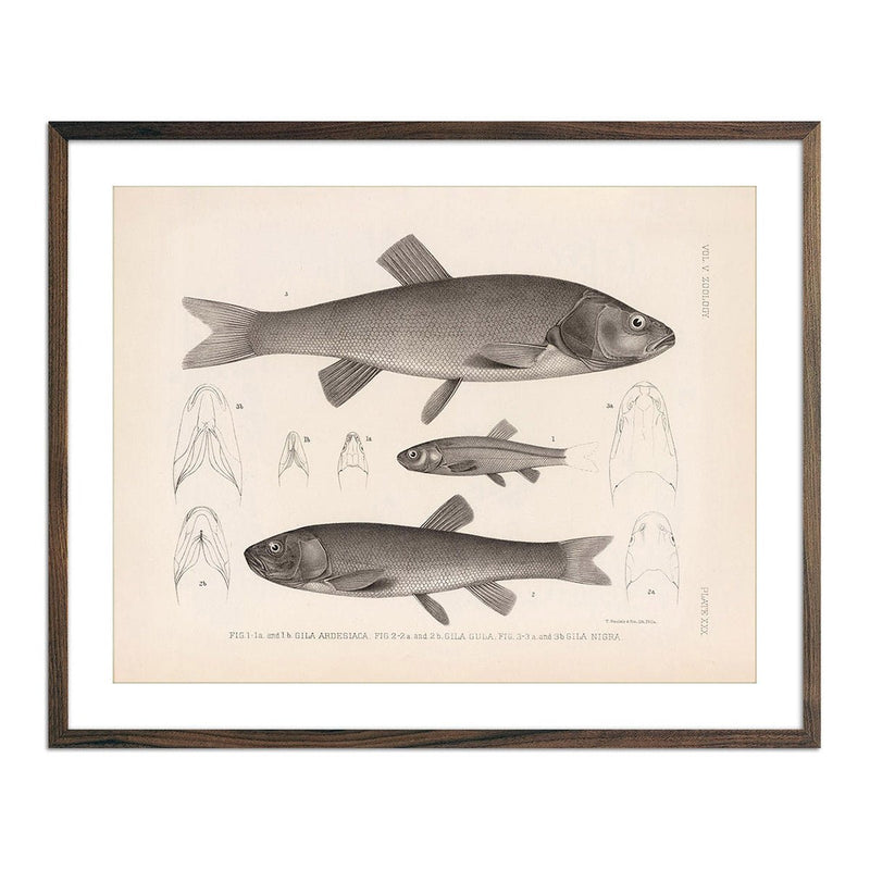 Chubs and Redside Art Print - Muir Way - Animals
