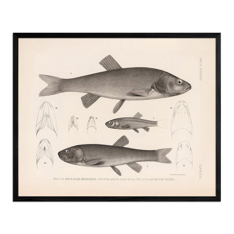 Chubs and Redside Art Print - Muir Way - Animals