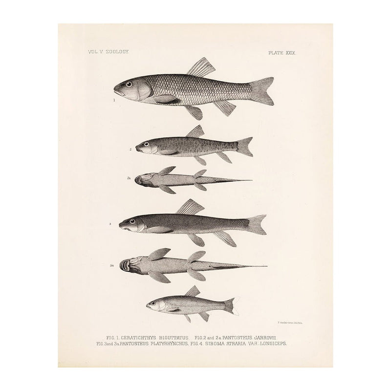 Chubs and Suckers Art Print - Muir Way - Animals