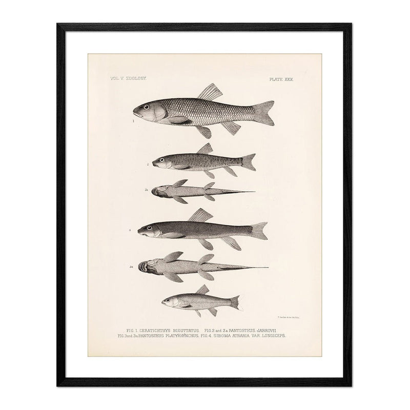Chubs and Suckers Art Print - Muir Way - Animals