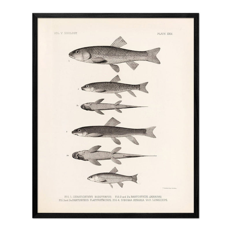 Chubs and Suckers Art Print - Muir Way - Animals