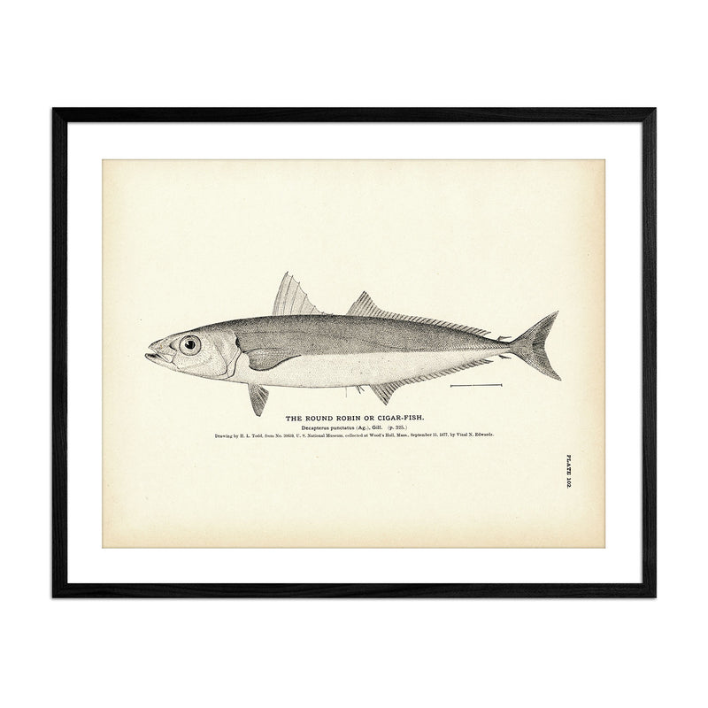 Round Robin (Cigar - Fish) Art Print - Muir Way - Fisheries