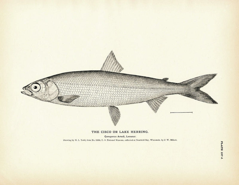 Cisco (Lake Herring) Art Print - Muir Way - Fisheries