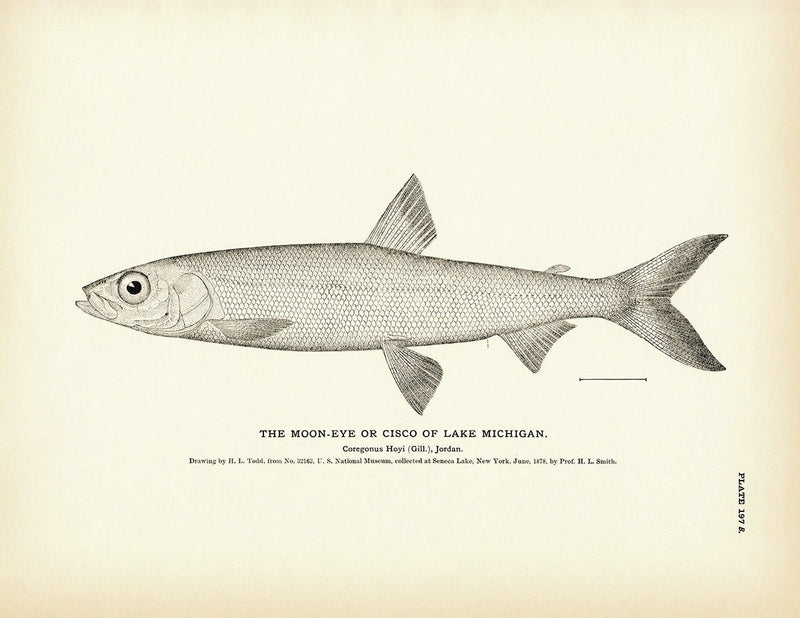 Cisco of Lake Michigan (Moon - Eye) Art Print - Muir Way - Fisheries