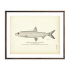 Vintage Cisco of Lake Michigan fish print