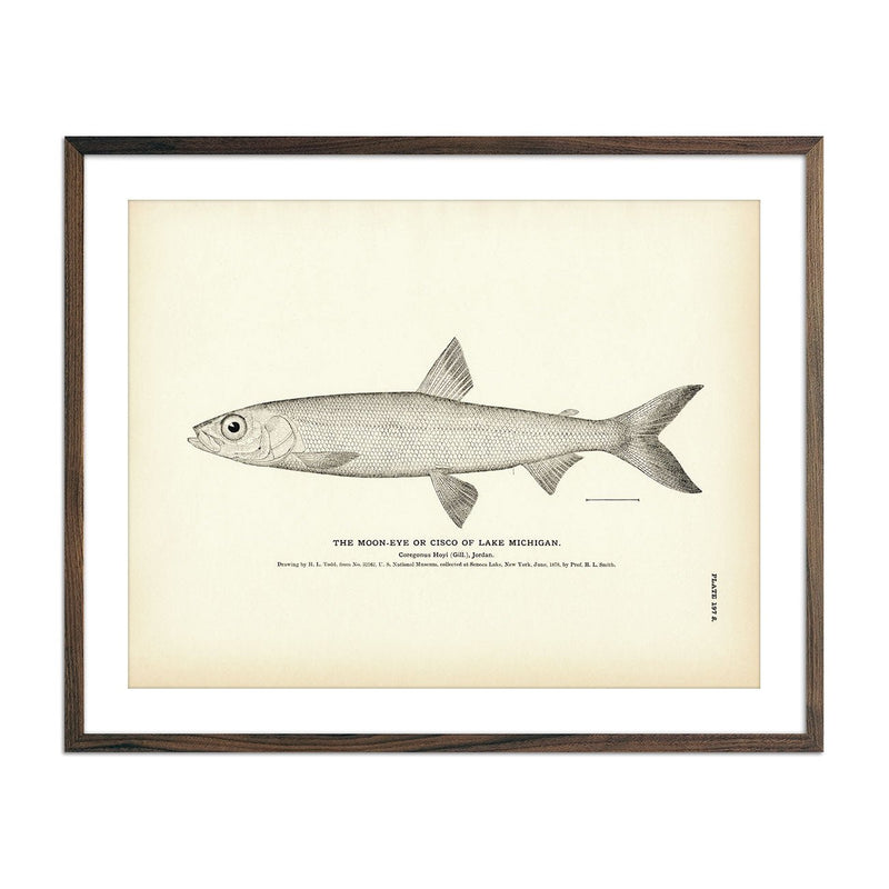 Cisco of Lake Michigan (Moon - Eye) Art Print - Muir Way - Fisheries