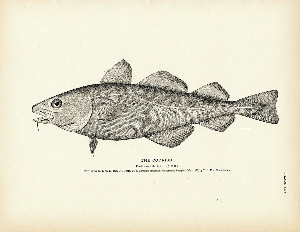 Cod Fish Drawing