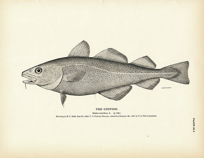 Codfish Art Print - Muir Way - Fisheries