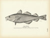 Codfish Art Print