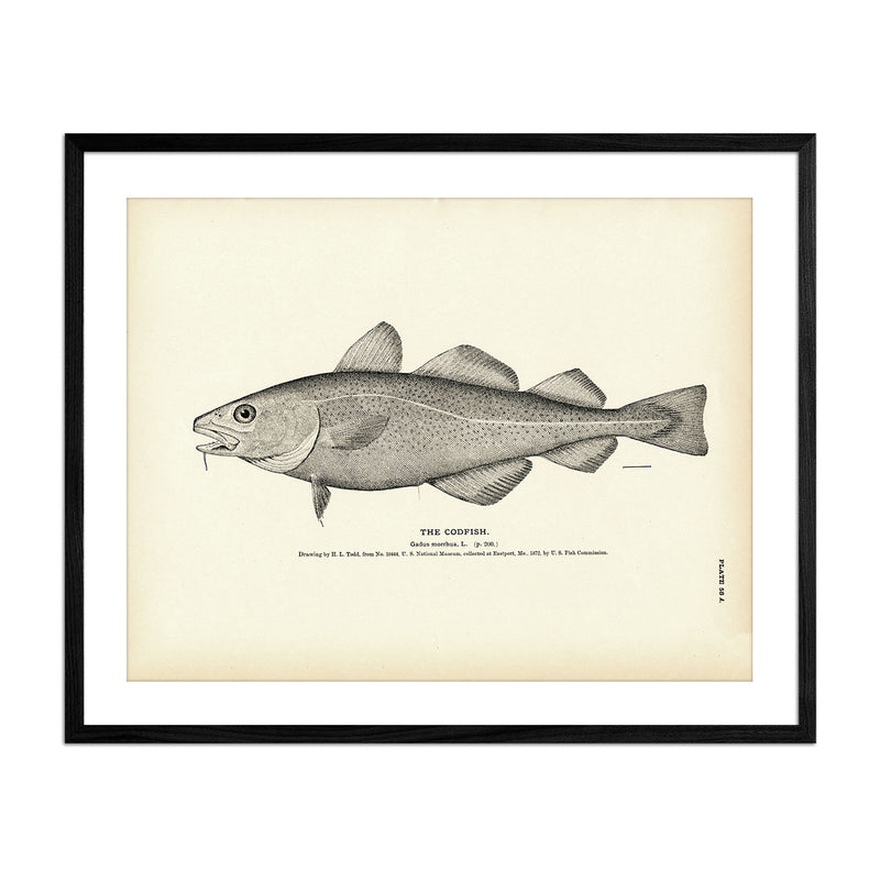 Codfish Art Print - Muir Way - Fisheries