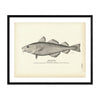 Codfish Art Print