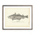 Vintage Cobfish print
