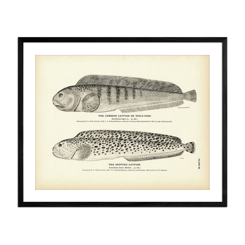 Common Catfish (Wolf - Fish) and Spotted Catfish Art Print - Muir Way - Fisheries