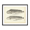 Common Catfish (Wolf-Fish) and Spotted Catfish Art Print