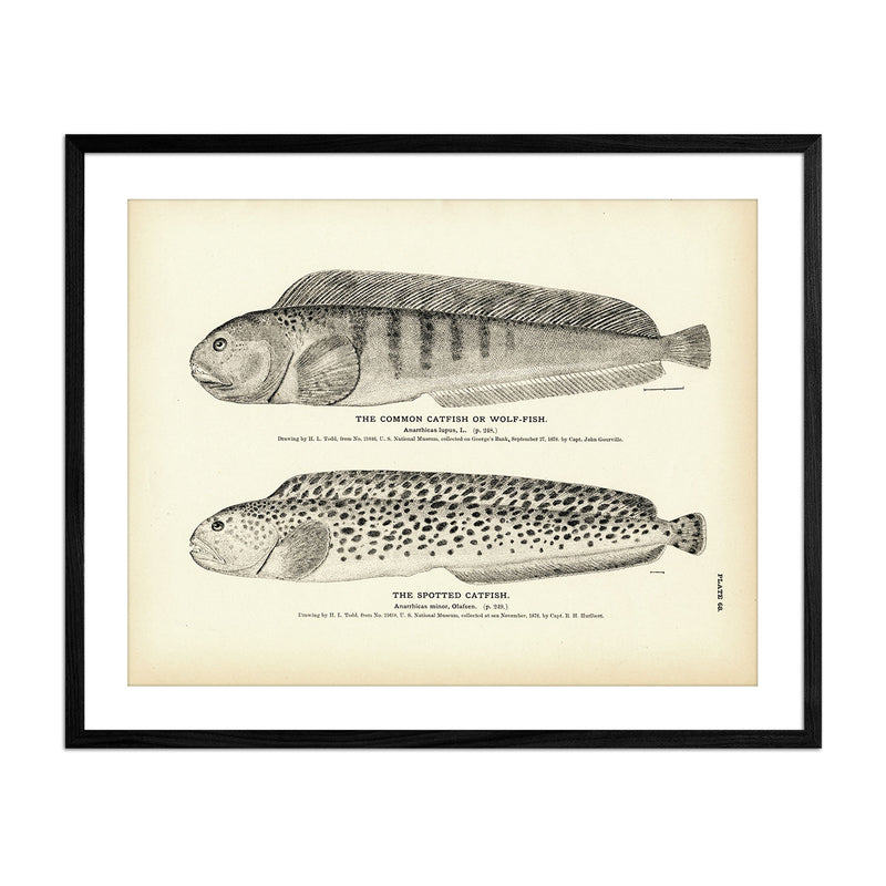 Vintage Common and Spotted Catfish print