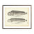 Vintage Common and Spotted Catfish print