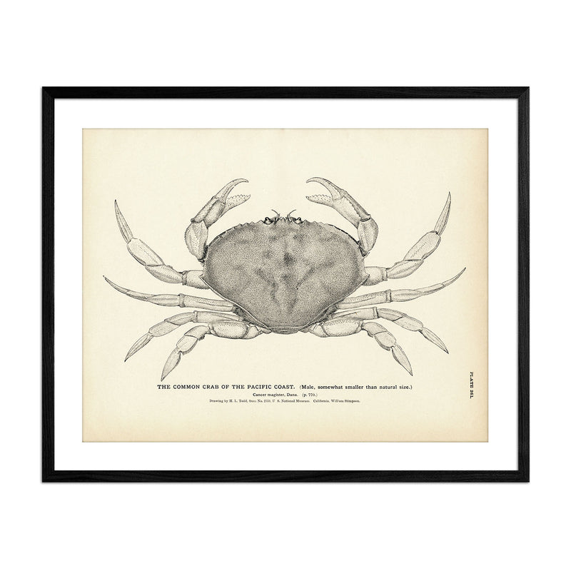 Common Crab of the Pacific Coast Art Print - Muir Way - Fisheries