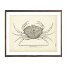 Vintage Common Crab print