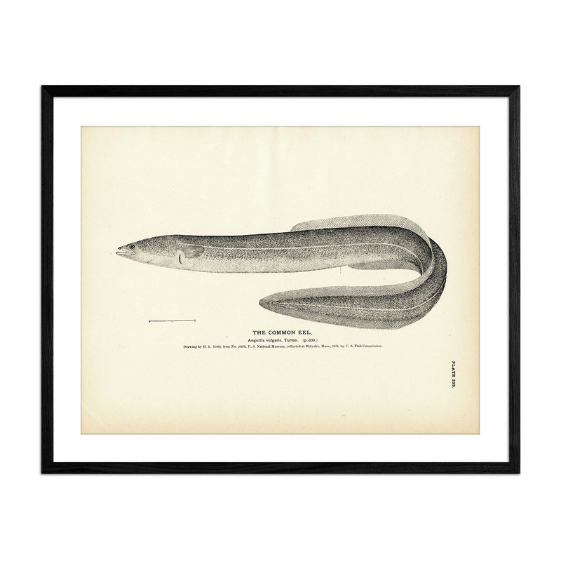Common Eel Art Print - Muir Way - Fisheries