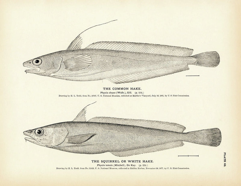 Common Hake and Squirrel (White Hake) Art Print - Muir Way - Fisheries