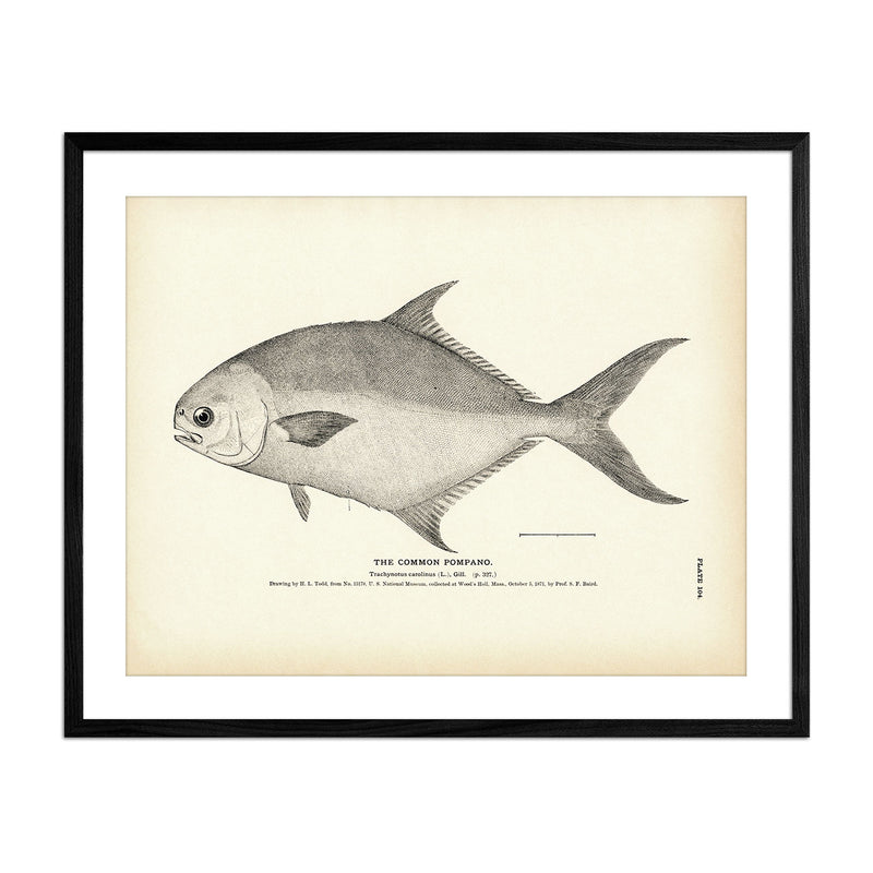 Common Pompano Art Print - Muir Way - Fisheries