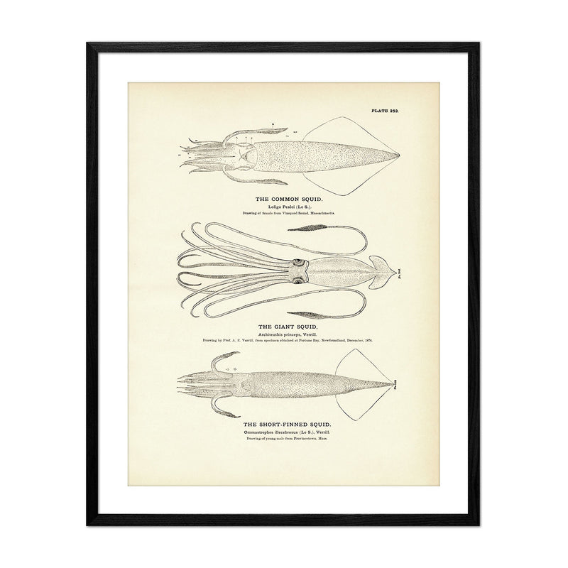Common Squid, Giant Squid, and Short - Finned Squid Art Print - Muir Way - Fisheries