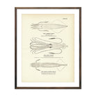 Vintage Common, Giant, Short-Finned Squid Fish print