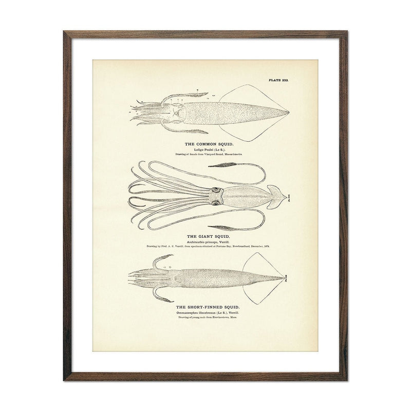 Common Squid, Giant Squid, and Short - Finned Squid Art Print - Muir Way - Fisheries