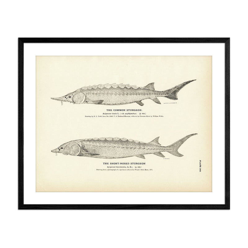 Common Sturgeon and Short - Nosed Sturgeon Art Print - Muir Way - Fisheries