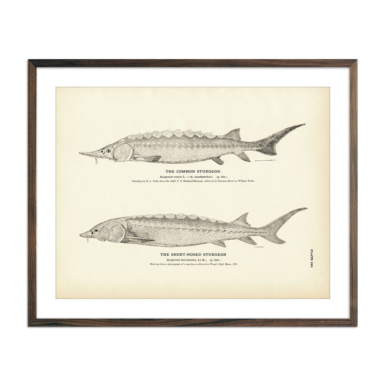 Vintage Common and Short-Nosed Sturgeon print
