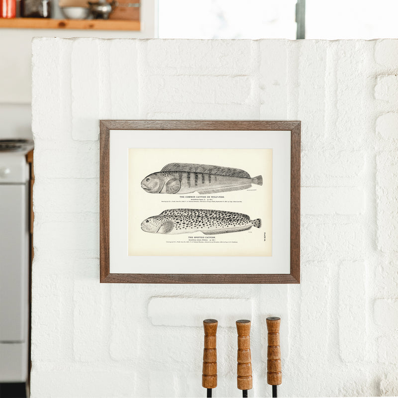 Common Catfish (Wolf - Fish) and Spotted Catfish Art Print - Muir Way - Fisheries