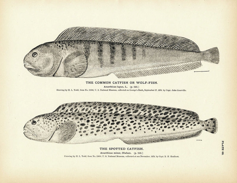 Common Catfish (Wolf - Fish) and Spotted Catfish Art Print - Muir Way - Fisheries